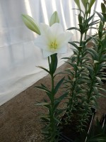 [4108 Global Arena Mak No101.JPG]